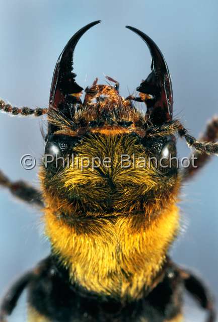 Emus hirtus.JPG - in "Portraits d'insectes" ed. SeuilEmus hirtusStaphylin bourdonRove beetleColeopteraStaphylinidaeFrance